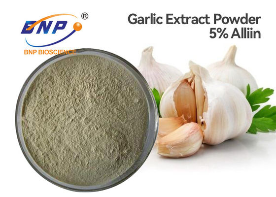 GMP مضاد للبكتيريا Allium Sativum Bulb Extract 5٪ Allicin White Powder