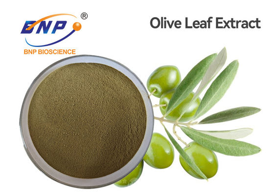 HPLC مستخلصات نباتية صفراء بنية طبيعية Oleuropein 60٪ مسحوق مستخلص أوراق الزيتون
